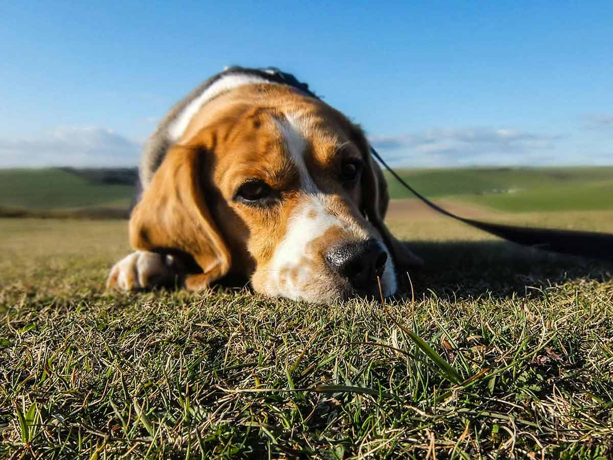 COMPRENDRE LES BESOINS ANIMALES