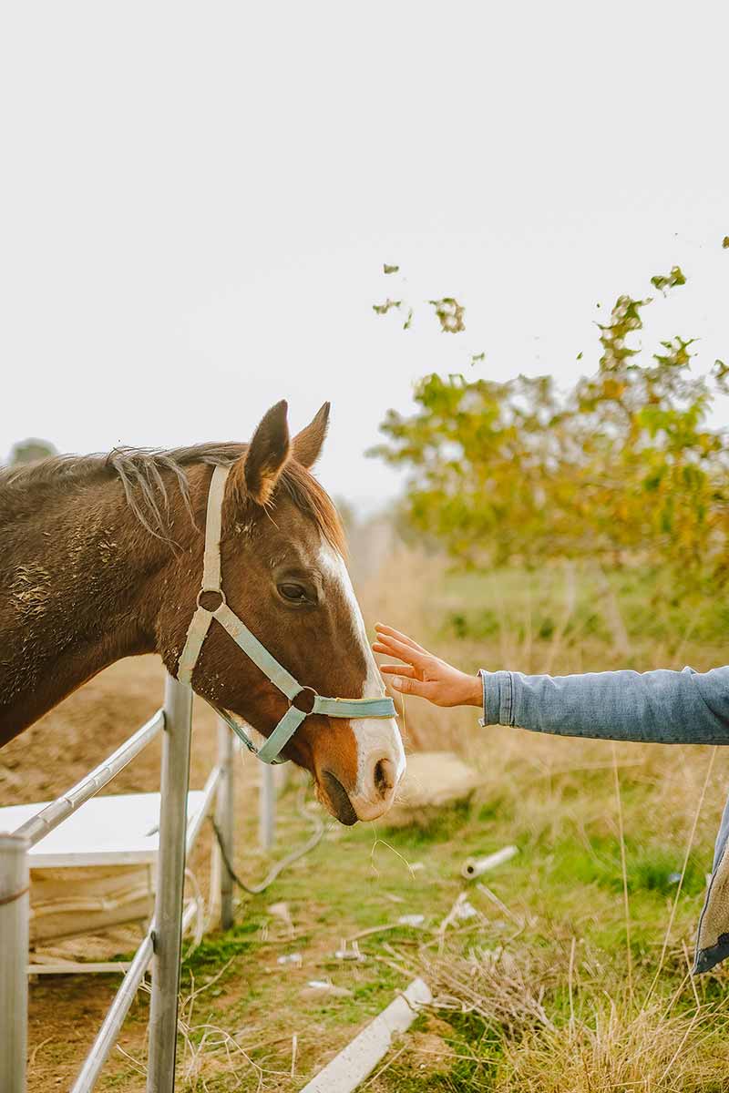 COMPRENDRE SON ANIMAL