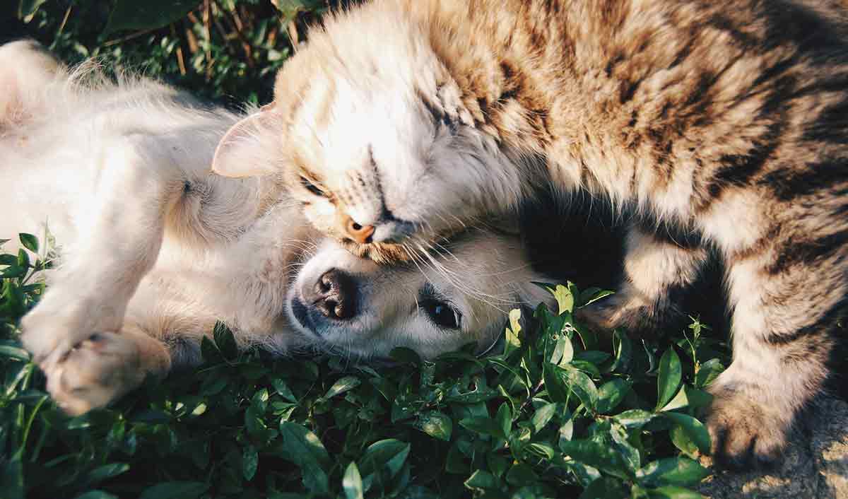 FIN DE VIE ANIMALE