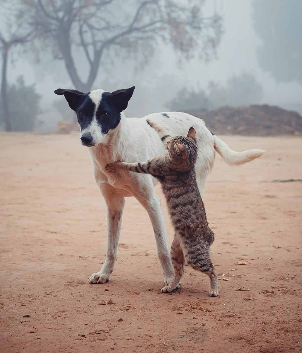FORMATION COMMUNICATION ANIMALE