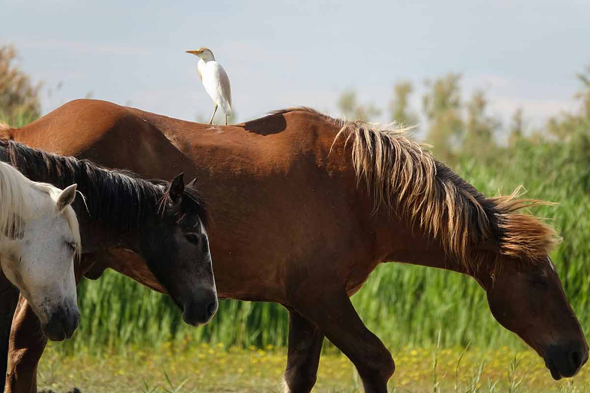 FORMATION INTERPRÈTE ANIMALE