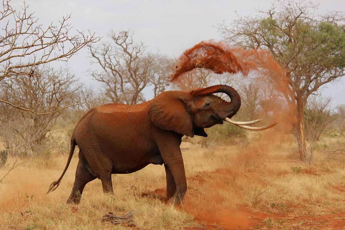 LES DIFFERENTES COMMUNICATIONS ANIMALES